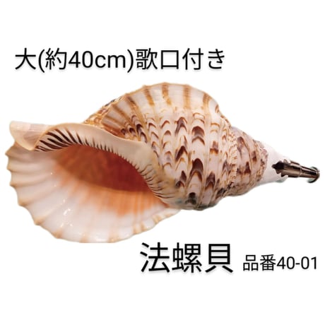 法螺貝、ＮＯ−５３Ｓ ホラ貝、和楽器、和太鼓、修験道、置物 法螺貝、NO−53S ホラ貝、和楽器、和太鼓、修験道、置物