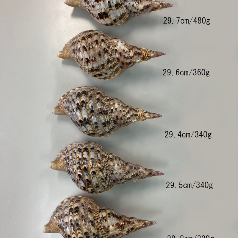 法螺貝 特小 観賞用 29.4㎝/340g | 多田商店 法螺貝と和装の専門店