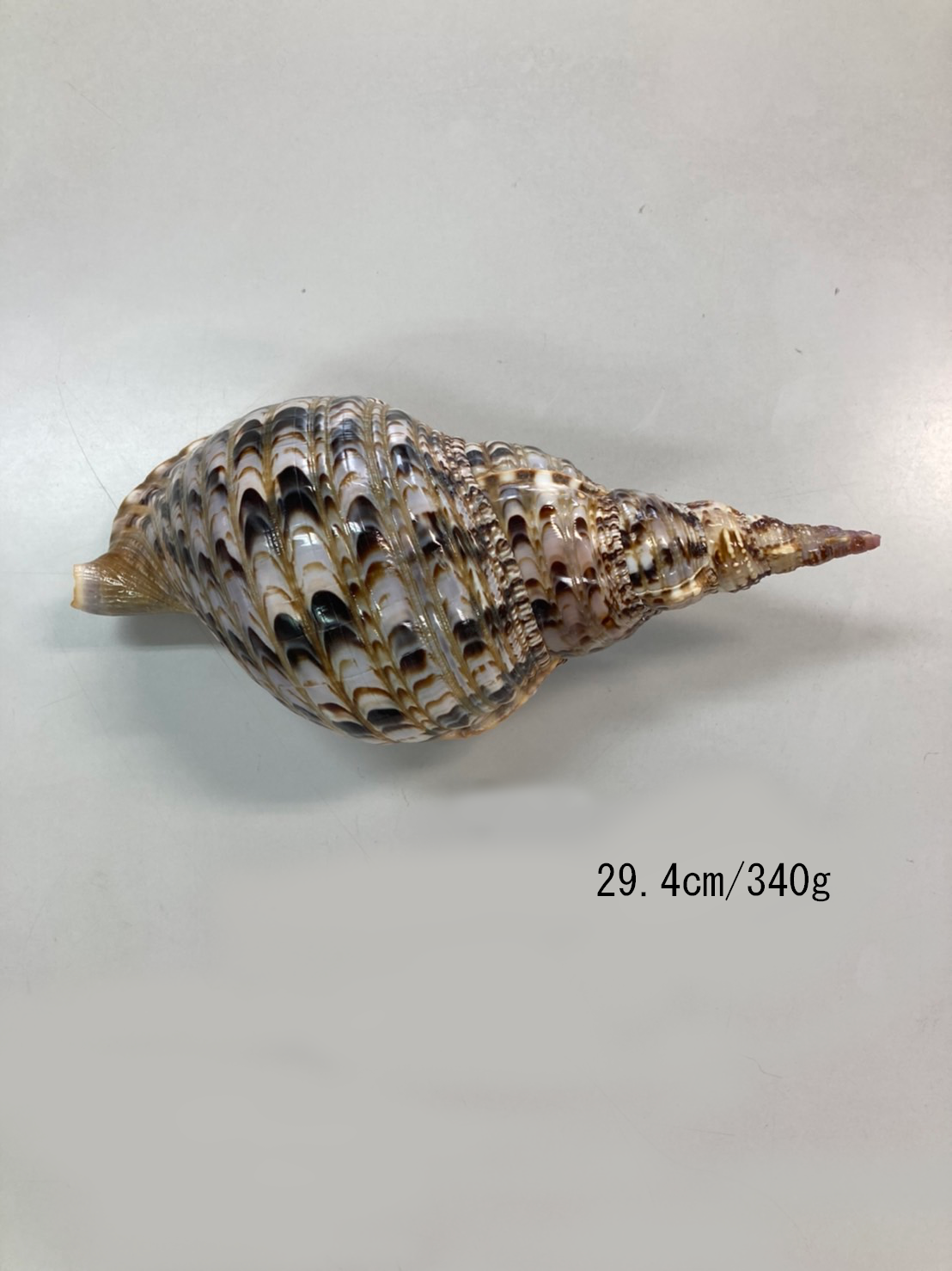 法螺貝 特小 観賞用 29.4㎝/340g | 多田商店 法螺貝と和装の専門店