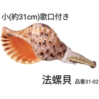 法螺貝 大 約38cm 歌口付き 品番38-01 | 多田商店 法螺貝と和装