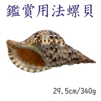 法螺貝 約38㎝ 木製歌口,赤紐付　新品　 MH-446 楽天市場】法螺貝・歌口付 サイズ44cm-46cm 天台タイプ : 和楽器