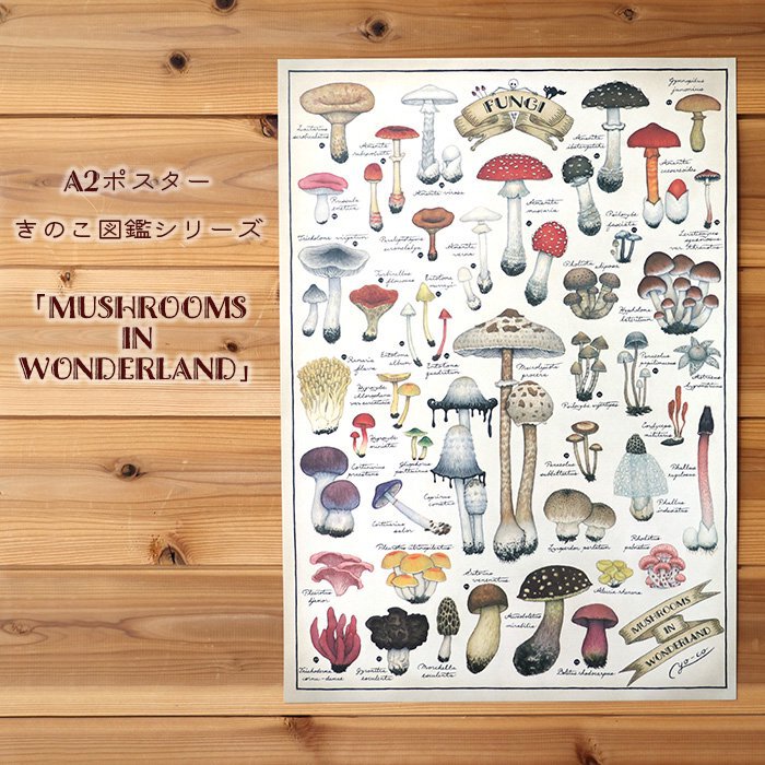 古着 ビンテージ USA きのこ 植物図鑑 サイケデリック ポスター 希少 美品 A2ポスター ○キノコ図鑑シリーズ3○MUSHROOMS IN WONDERLAND | 13