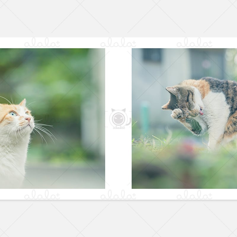 地域猫写真集「にゃんだーらんど東京2」 | alala+ STORE
