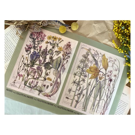【印刷物】illustration vintage flower ヴィンテージな花のイラストレーション