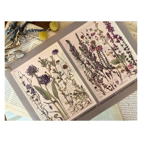 【印刷物】illustration vintage flower ヴィンテージな花のイラストレーション