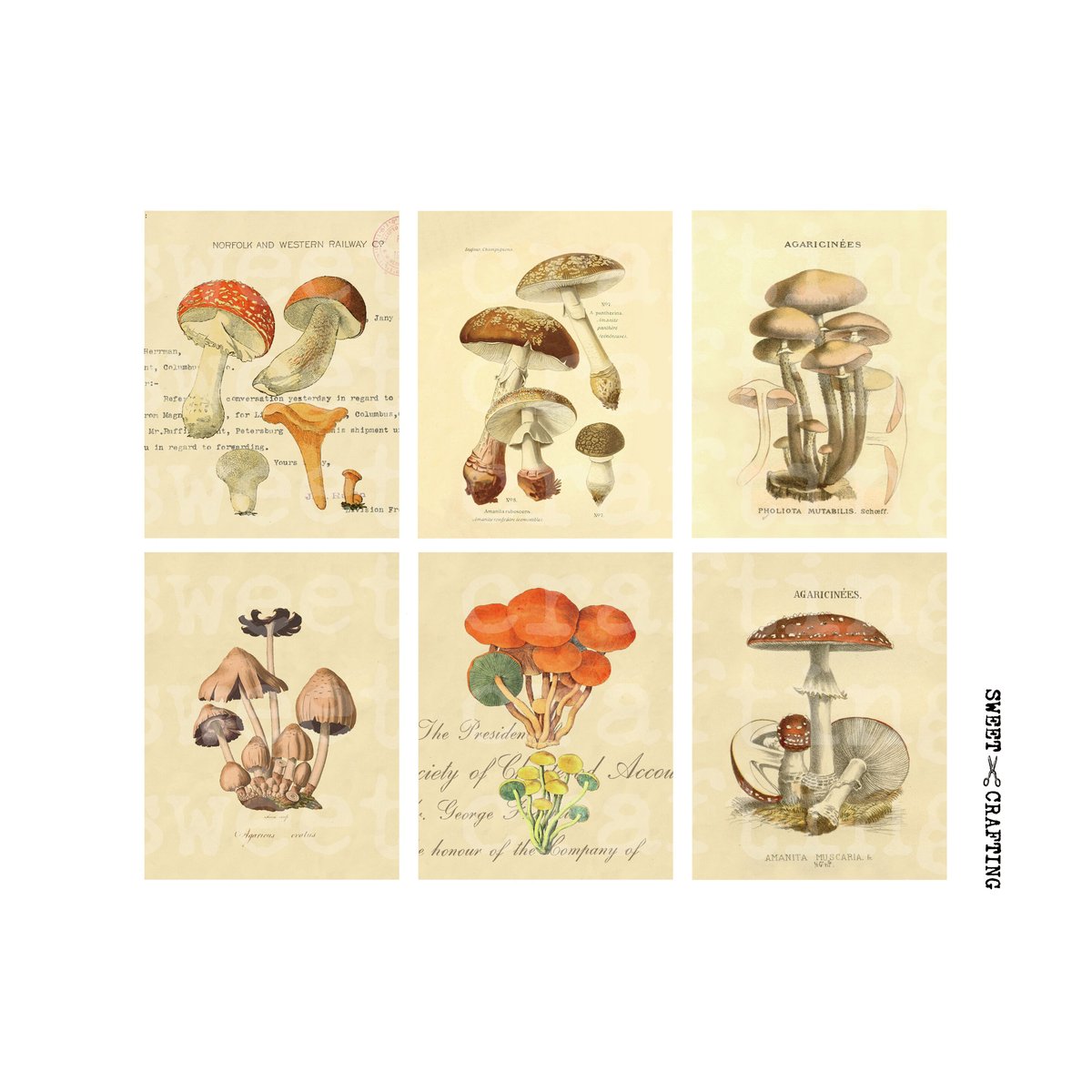 デジタルコンテンツ】label mushroom きのこのラベル | Sweet Crafting