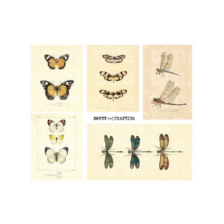 【デジタルコンテンツ】label insect 昆虫のラベル