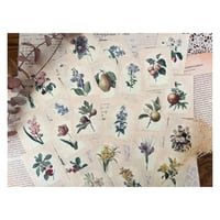 【印刷物】vintage ephemera flower フラワーのヴィンテージエフェメラ
