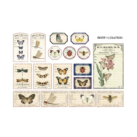【デジタルコンテンツ】label insect 昆虫のラベル
