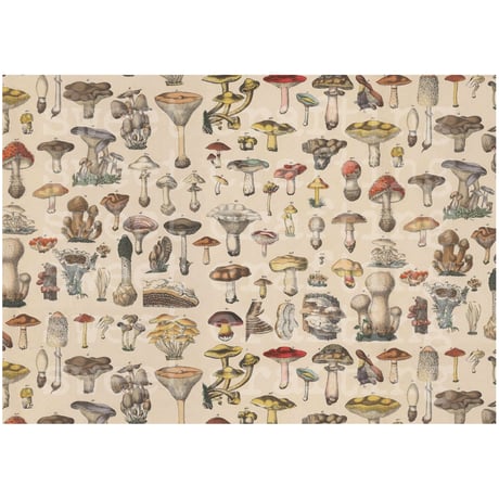 【デジタルコンテンツ】paper botanical and mushroom ボタニカルなペーパーときのこのペーパー