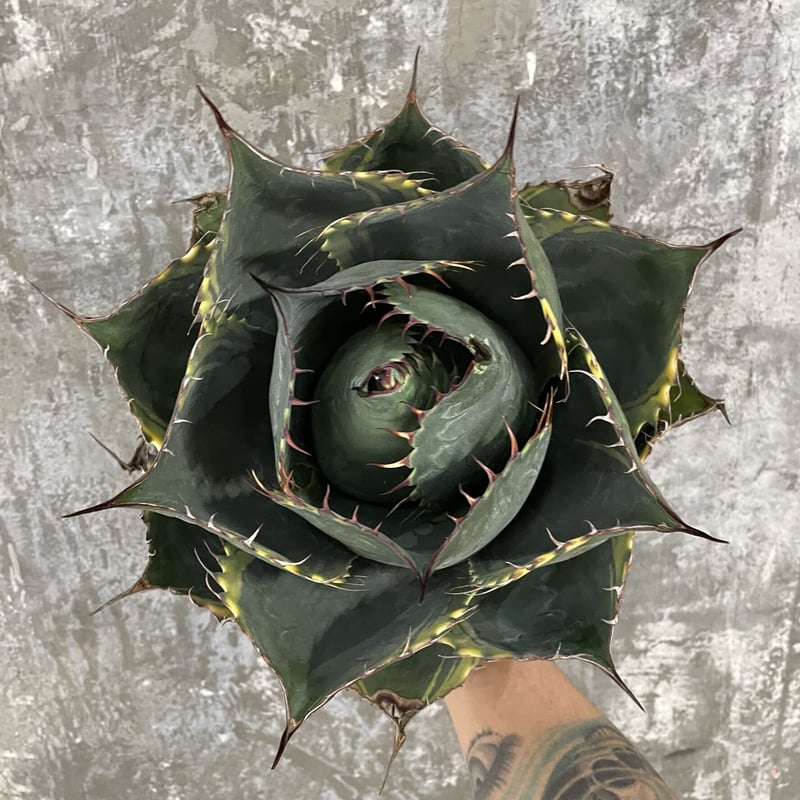 特大❗️ Agave parrasana 'Fire ball' アガベパラサナ錦 fit=scale-down,w=1200