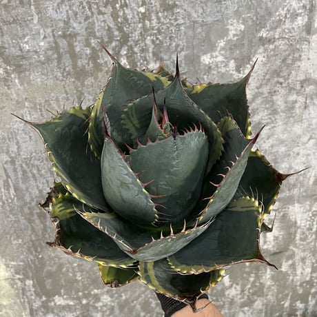 Agave Parrasana "FIRE BALL"　⑥