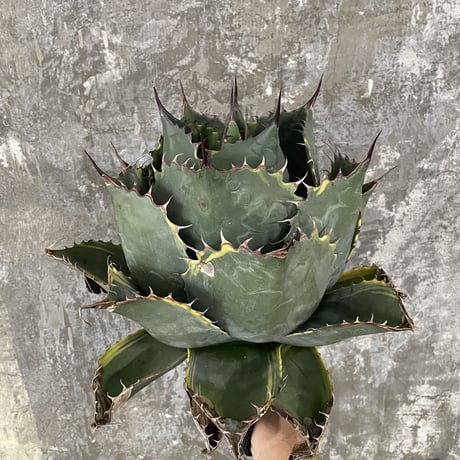 ソウラボ牛乳植物アガベシェード　オレンジ ソウラボ牛乳植物アガベシェード オレンジ