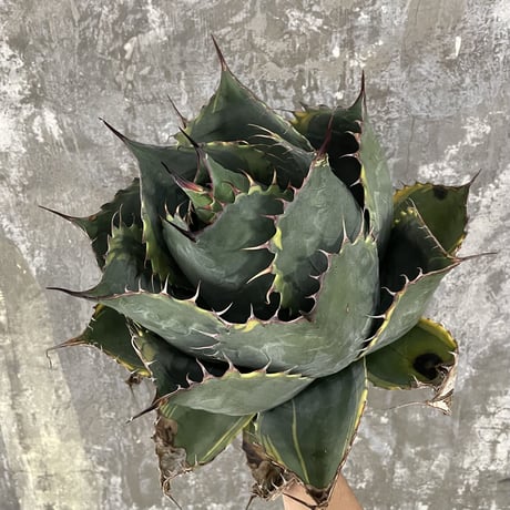 Agave Parrasana "FIRE BALL"　②