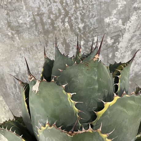 Agave Parrasana "FIRE BALL"　③