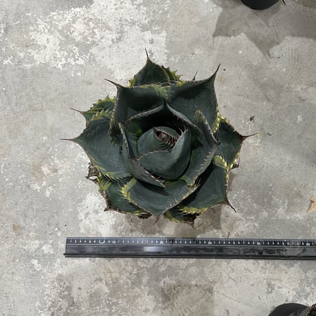 Agave Parrasana "FIRE BALL"　⑥