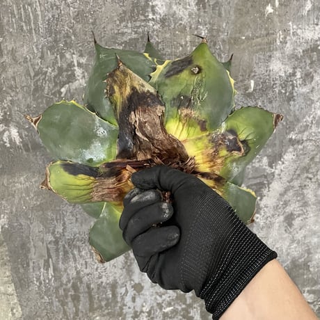 Agave Parrasana "FIRE BALL"　⑤