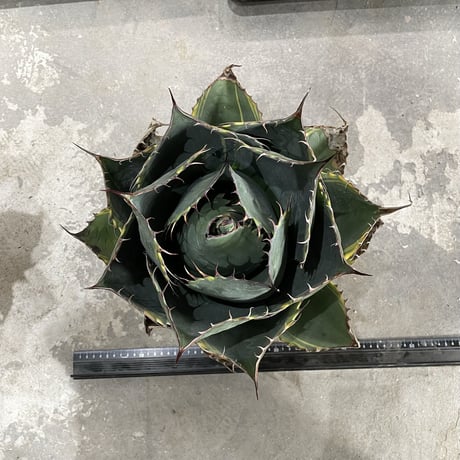 Agave Parrasana "FIRE BALL"　②