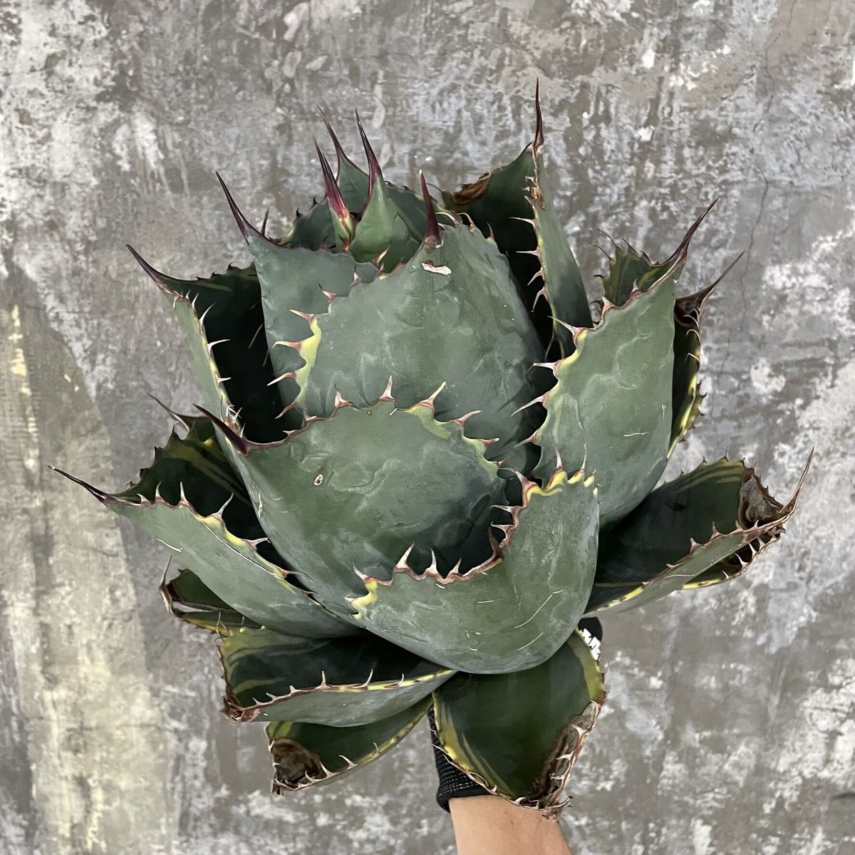 特大❗️ Agave parrasana 'Fire ball' アガベパラサナ錦 Agave Parrasana 