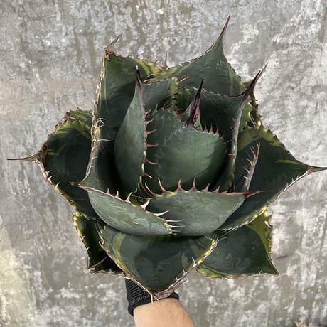 Agave Parrasana "FIRE BALL"　⑦