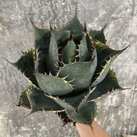 Agave Parrasana "FIRE BALL"　⑤