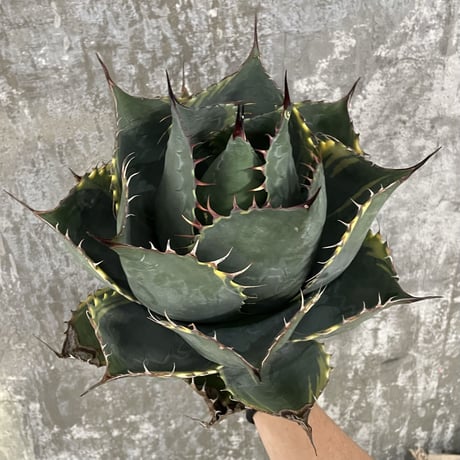 牛乳植物研究所