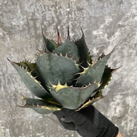 Agave Parrasana "FIRE BALL"　⑩