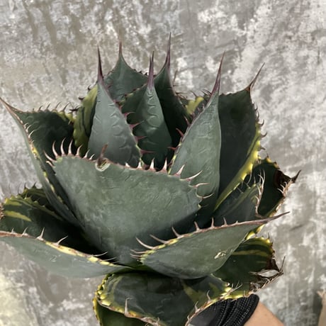 Agave Parrasana "FIRE BALL"　⑥