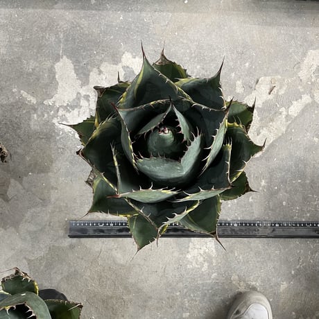 Agave Parrasana "FIRE BALL"　③