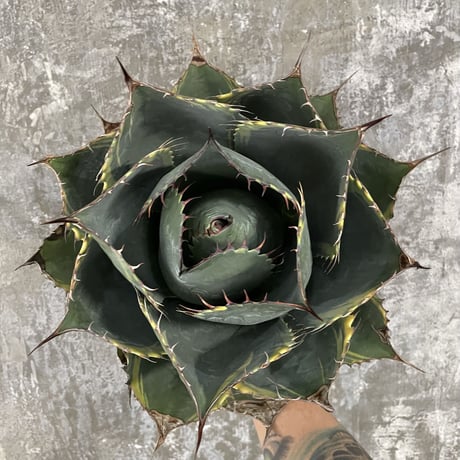 Agave Parrasana "FIRE BALL"　③