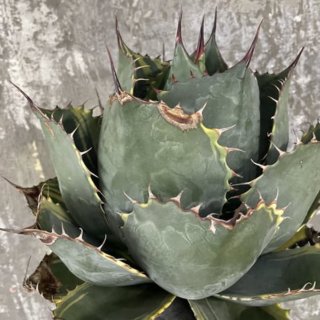 Agave Parrasana "FIRE BALL"　①