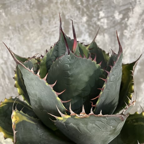 Agave Parrasana "FIRE BALL"　⑩