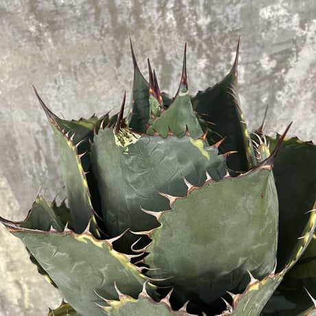 Agave Parrasana "FIRE BALL"　④