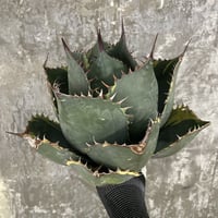 白鯨灯火 | 牛乳植物研究所