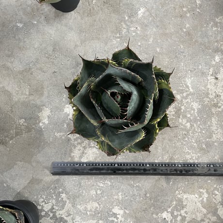Agave Parrasana "FIRE BALL"　⑧