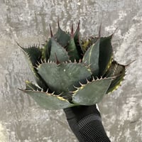 Agave Parrasana "FIRE BALL"　⑨