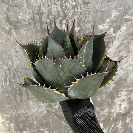 TITANOTY BLACK 牛乳植物