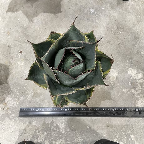 Agave Parrasana "FIRE BALL"　⑦