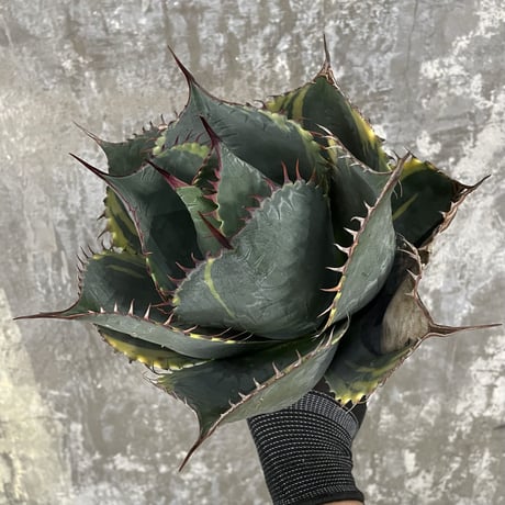 Agave Parrasana "FIRE BALL"　⑨
