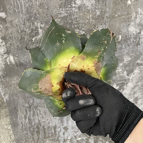 Agave Parrasana "FIRE BALL"　⑦