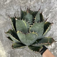 Agave Parrasana "FIRE BALL"　③