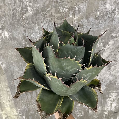 Agave Parrasana "FIRE BALL"　②