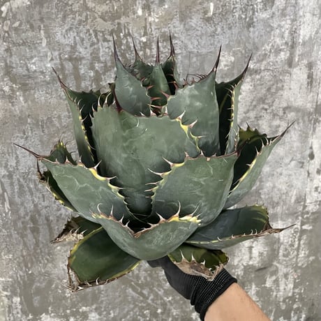 Agave Parrasana "FIRE BALL"　⑤