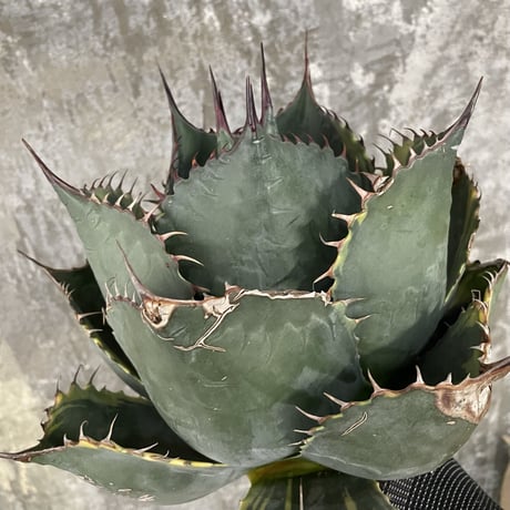 Agave Parrasana "FIRE BALL"　⑦