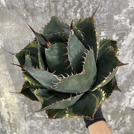 Agave Parrasana "FIRE BALL"　⑧
