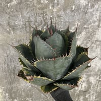 白鯨灯火 | 牛乳植物研究所