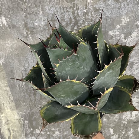 Agave Parrasana "FIRE BALL"　③
