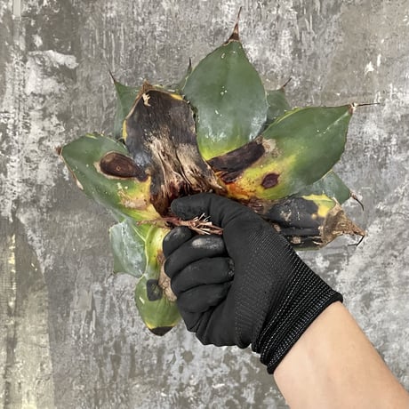 Agave Parrasana "FIRE BALL"　④