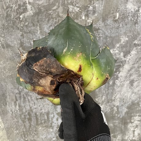 Agave Parrasana "FIRE BALL"　⑨