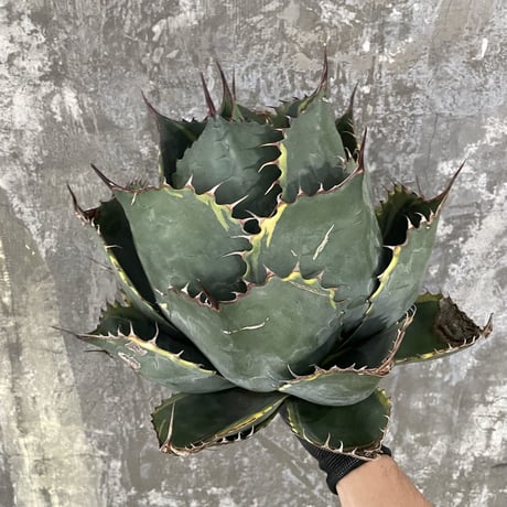 CATEGORY agave | 牛乳植物研究所